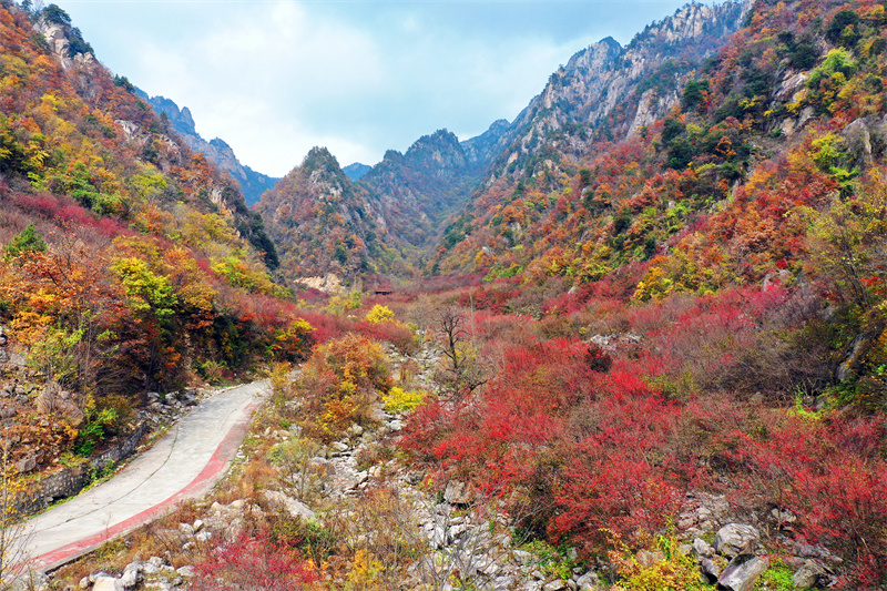 【原創(chuàng)】南陽老界嶺：萬畝山茱萸喜獲豐收_fororder_漫山遍野的山茱萸 攝影 楊永青