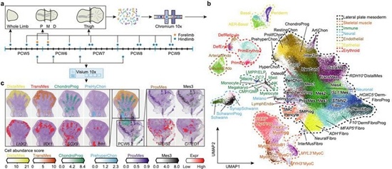 人類肢體發(fā)育單細(xì)胞圖譜的構(gòu)建及細(xì)胞類型的時(shí)空分布。中山大學(xué)供圖