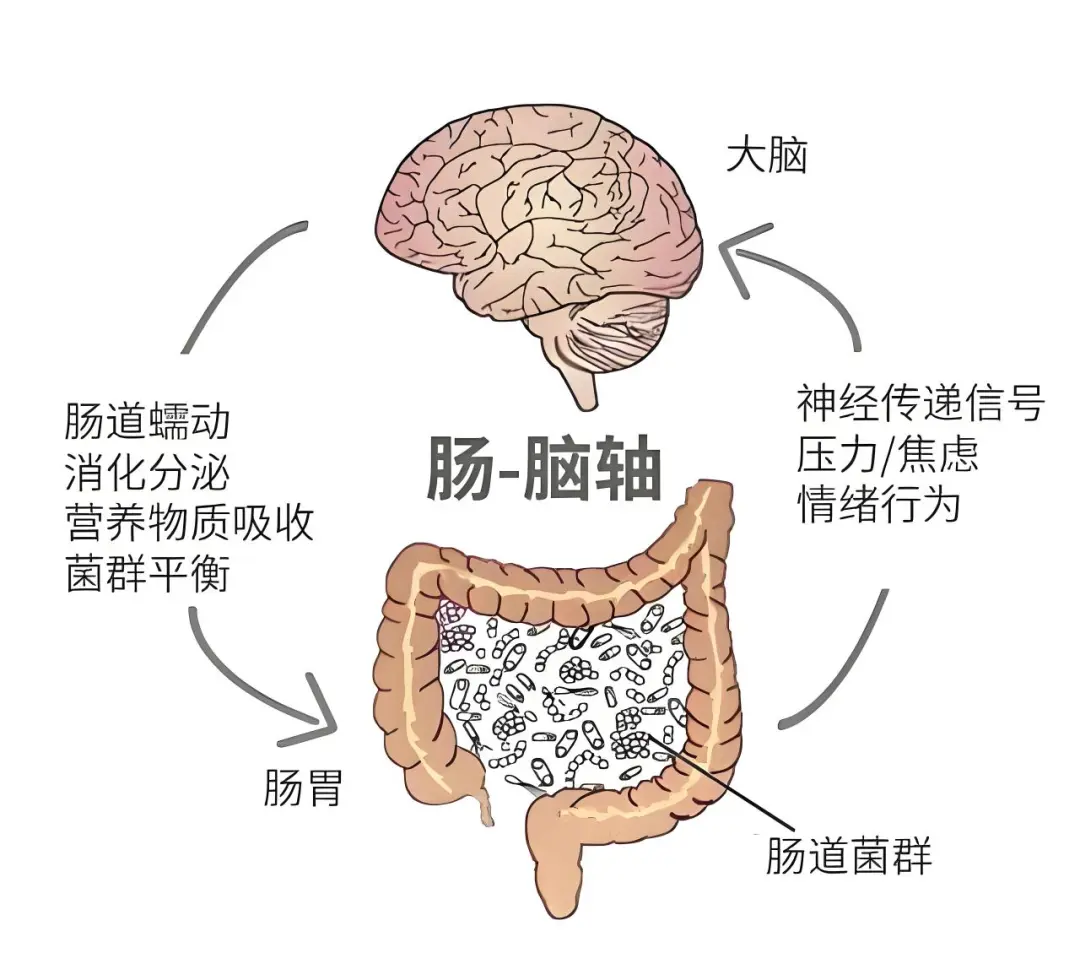 吃對、動夠、睡足，全方位呵護(hù)腸道健康