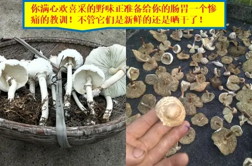 嘴饞吃了野生菇，拉稀拉進(jìn)ICU！白蘑菇竟也有索命劇毒？