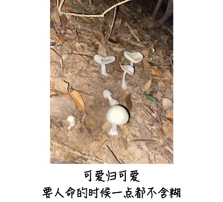 嘴饞吃了野生菇，拉稀拉進(jìn)ICU！白蘑菇竟也有索命劇毒？