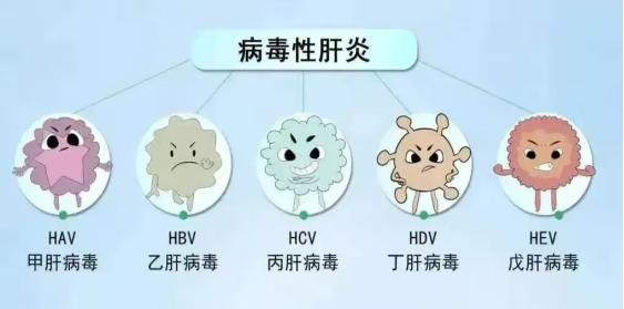 2024年世界肝炎日┃“肝”貨知識