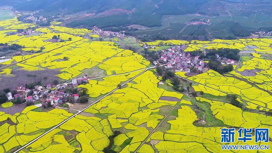 江西蓮花：吹苑野風(fēng)桃葉碧 壓畦春露菜花黃