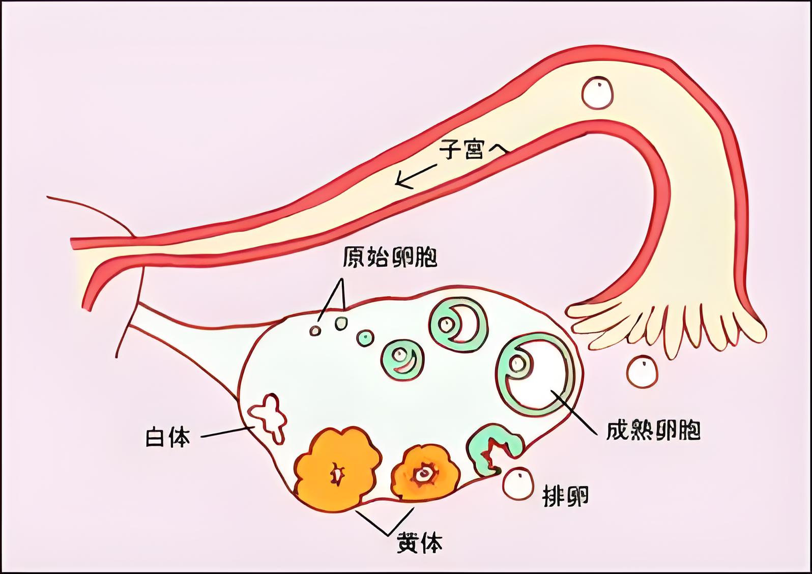 關(guān)于卵巢早衰，您真的了解嗎？